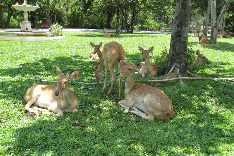 Thailand, Pattaya, Khao Kheow Open Zoo